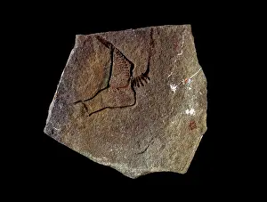 Ordovician: Cothurnocystis elizae Bather, carpoid