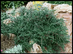 Rosales: Cotoneaster Horizontalis