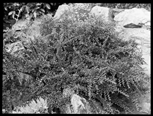 Rosales: Cotoneaster Horizontalis