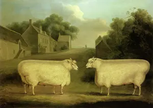 Confronting: Two Cotswold Rams