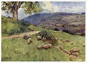 COTSWOLDS/SHEEP PASTURE