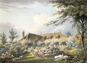 Peacocks: Cottage