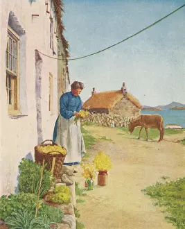 Scilly: COTTAGE FLOWER-GROWER