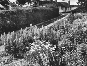 Lupins: COTTAGE GARDEN BORDER