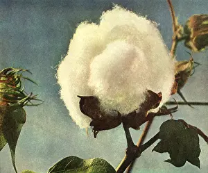 Wildflowers: Cotton Ball