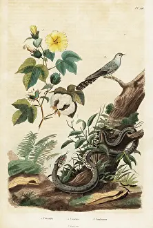 Du Casse: Cotton, cuckoo and grass snake