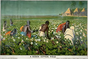 Picker: Cotton Field in Sudan