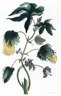 Basis: Cotton - Gossypium: different varieties formed