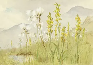 Asphodel: Cotton Grass and Bog-asphodel in landscape