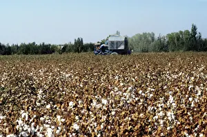 Pobeda: Cotton harvest, 1987