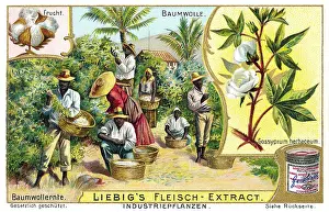 Pluck: Cotton harvest