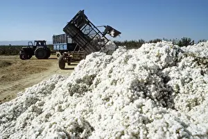 Pobeda: Cotton harvesting, 1987
