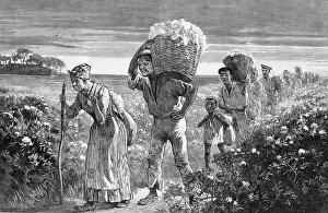 Freed: Cotton Pickers, Alabama, 1887