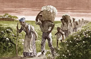 Freed: Cotton Pickers, Alabama, 1887