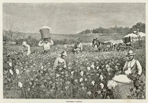 Cotton Picking