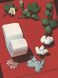 Pods: Cotton Plant and Fabric