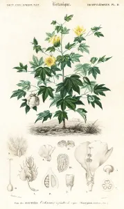 Enslaved: Cotton plant, Gossypium barbadense