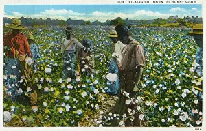 Cotton Plantation