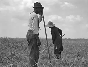 Sharecroppers: Cotton sharecroppers weeding their small ?
