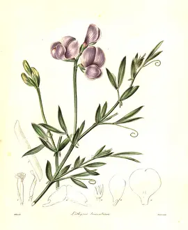 Lathyrus: Cottony lathyrus, Lathyrus tomentosus