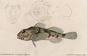 Cottus: COTTUS BUBALIS EUPHR