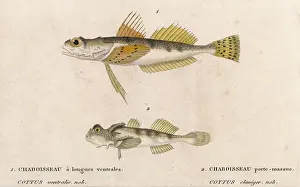 Cottus: COTTUS - TWO SPECIES