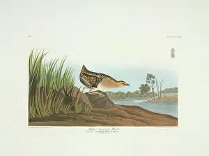 Gruiformes: Coturnicops noveboracensis, yellow rail