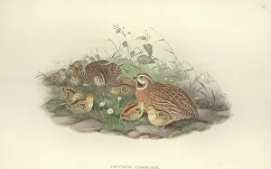 Quail: Coturnix coturnix, common quail