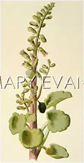 Umbilicus: COTYLEDON UMBILICUS