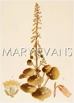 Umbilicus: COTYLEDON UMBILICUS-VEN