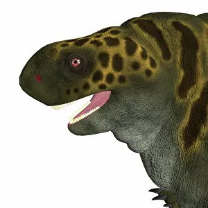 Synapsid: Cotylorhynchus dinosaur head