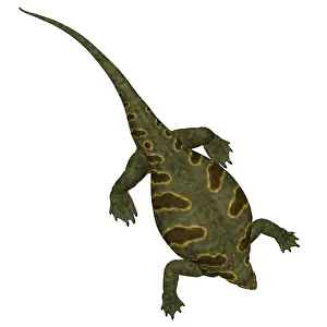 Markings: Cotylorhynchus dinosaur on white background