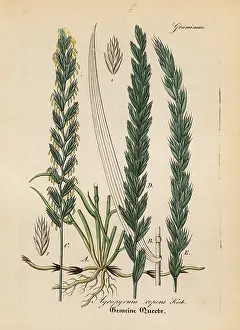 Artus: Couch grass, Elymus repens