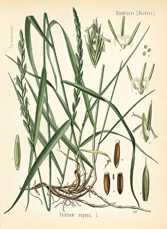 Kohler: Couch grass, Elymus repens