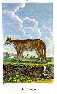 Cougar: Cougar