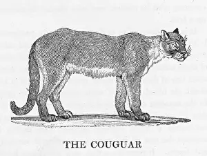Cougar: COUGAR (BEWICK)
