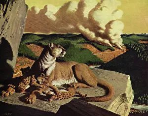 Cougar: Cougar and Cubs watch Forest Fire