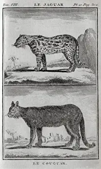 Pumas: A cougar and a jaguar