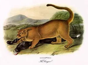 Heifer: Cougar with Kill