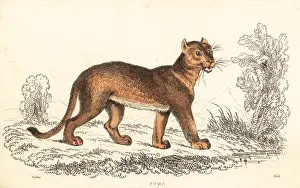 William Rhind: Cougar, Puma concolor