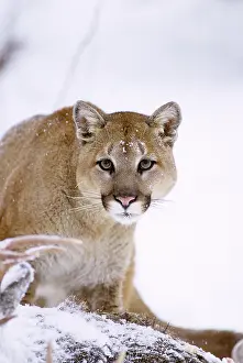 Cougars: Cougar Puma Concolor Looking at Camera Feeding