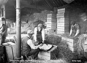 Packing: Counting and Packing Eggs in Crates for Shipment