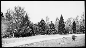 Grassy: Country garden with trees and grass