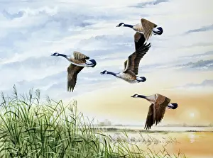 Malcolm Greensmith Collection: Country landscape with four flying geese