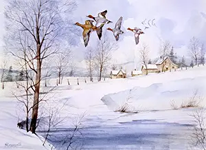 Malcolm Greensmith Collection: Country landscape in winter with flying ducks