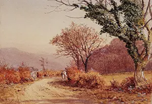 Hartland: A Country Lane