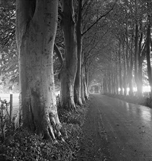 Puddles: Country Road