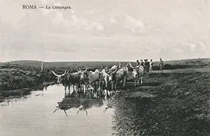 Longhorn: Countryside outside Rome - Cattle
