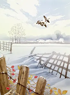 Malcolm Greensmith Collection: Countryside scene with Canada Geese