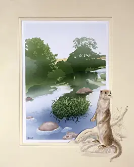 Malcolm Greensmith Collection: A countryside stream with an otter